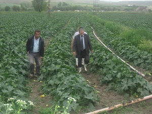 Ankara tarımına dolu zararı