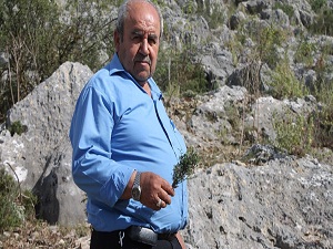 Kuraklık Akdeniz kekiğini de etkiledi!