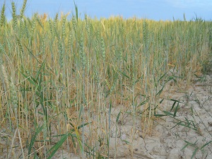 Çiftçiler buğdayda verimin düşük olmasından şikayetçi