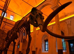 5 milyon yıllık fosiller sergilenecek