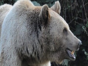 Ayılara zilli önlem