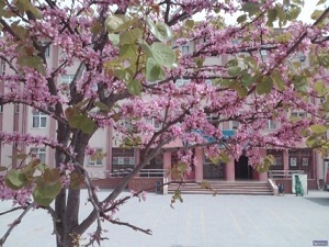 İGDAŞ okulları erguvanlarla renklendiriyor