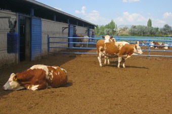 Yeni salgın uyarısı: Tedavisi yok!