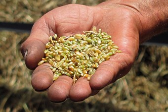 Firik fiyatı üreticinin yüzünü güldürdü