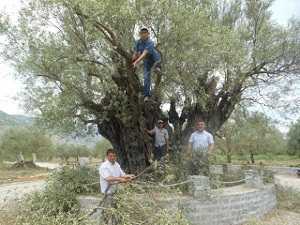 1650 Yaşındaki Zeytin Ağacı