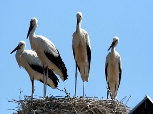 Leyleklerin kıtalar arası uçuşu
