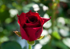 Neyi öğrenirseniz öğreniniz, amel etmedikçe...