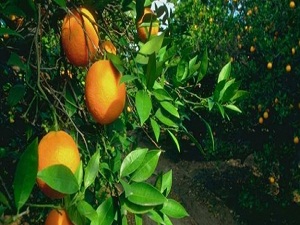 Muğla'da organik köy kuruluyor