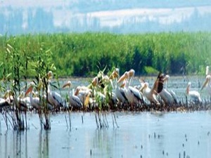 Kuş Cenneti'ni dünya tanıyacak