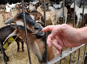 Üniversiteden satılık keçi
