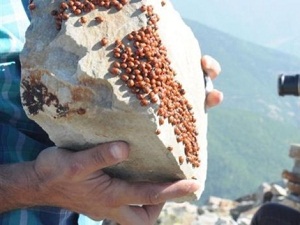 Böcekler, turizme 'uğur' getirecek