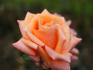 İyilik yapmak kötü ölümlerden korur