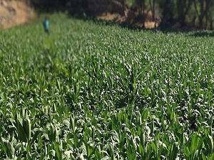 İsrail askerleri ekinlere zarar verdi