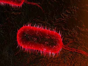 Gine'de Ebola salgını yayılıyor