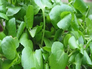 En faydalı sebze seçildi