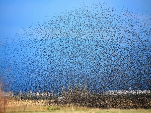 Kuşların sürü halinde uçmalarındaki sır