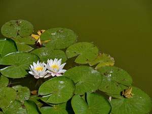 Hizan'da nilüferler açtı