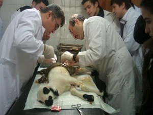 MEB'in ilk hayvan hastanesi açılıyor