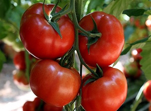 Domotes fideleri uzman gözetiminde dikildi