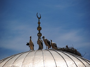 Leylek çifti 47 yıldır aynı caminin kubbesine yuva yapıyor