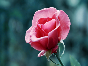 Ağırbaşlılık kazanç, onu terk etmek ise zarardır