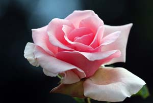 Topluluğa su dağıtan en son içer