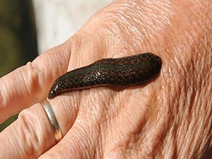 Doktor sülüğün nesli tehlikede