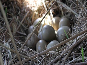 Tabiata 81 bin 500 kuş salınacak