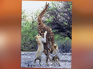 Aç aslanların yemeği dev zürafa oldu