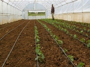 TİKA'dan Sırbistan'a tarım desteği