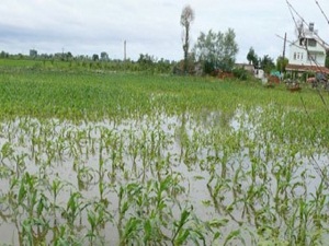 Trabzon, Ordu ve Giresun'da 287 Bin Üretici Dondan Etkilendi
