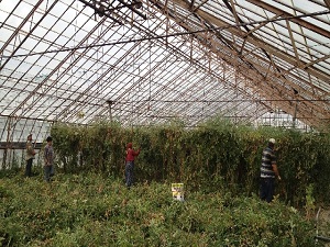 Domates 10 Kuruşa Düştü Çiftçi Fidanları Kesti