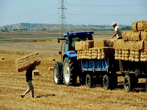 Son 10 yılda tarımda ölümlü kaza olayları arttı