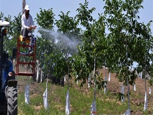 Adıyaman cevizde Kaliforniya ile yarışacak