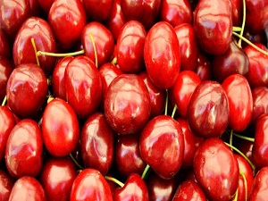 Amasya’da kiraz üretimi 5 kat düştü