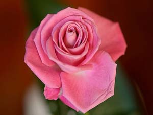 Dünyada iki yüzlü olan Kıyamet gününde...