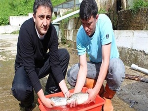 Orman içi sular balıklandırılıyor
