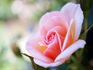 İslamın en sağlam kulpu...