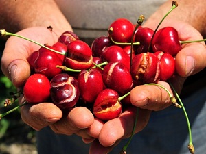 Sezonu 8 liradan açtı 45 kuruşa satıldı