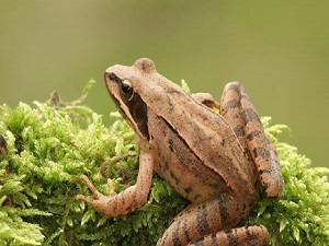 Kurbağalar Korunmazsa Sinek Sayısı Patlar