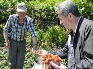 Osmanlı çileği üretimi artacak