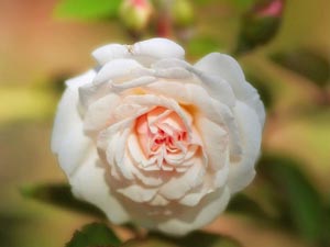 Bütün yaratıklar Allah'ın aile fertleri hükmündedir