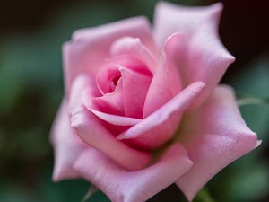 Allah her sanatkarın ve sanatının sabatkarıdır