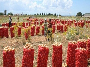 40 derece sıcakta ekmek savaşı