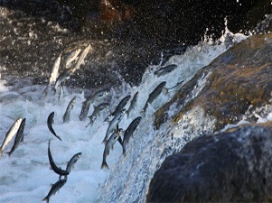 10 ton balık suya bırakıldı