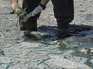 Bafa Gölü biyolojik yöntemlerle temizlenmeli