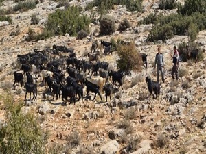 Hayvancılığa güven dopingi