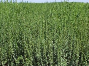 Türkiye'de Kekik Üretiminin Yüzde 89'u Denizli'den Karşılanıyor