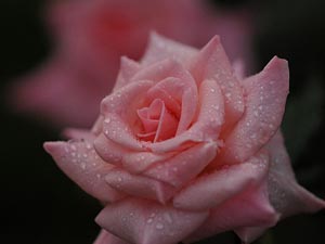 Allah'ın öyle kulları vardır ki...