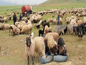 Hayvancılığa organik çözüm